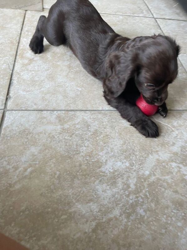 Beautiful cocker spaniel puppies - Image 2 of 3