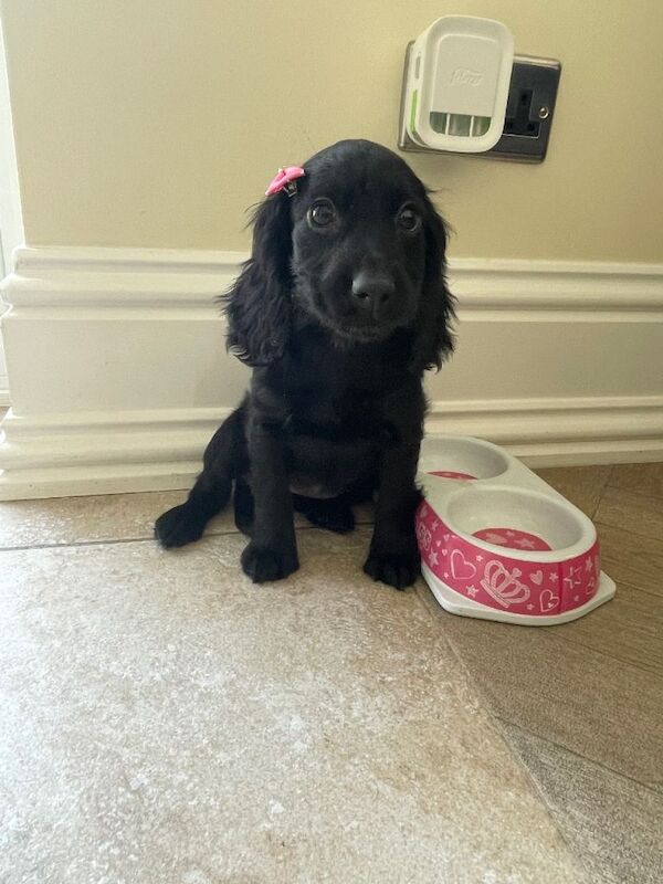 Beautiful cocker spaniel puppies - Image 3 of 3