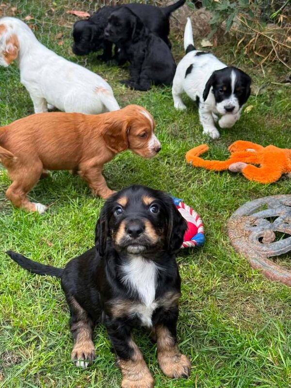 Beautiful Cocker spaniel puppies - Image 2 of 4
