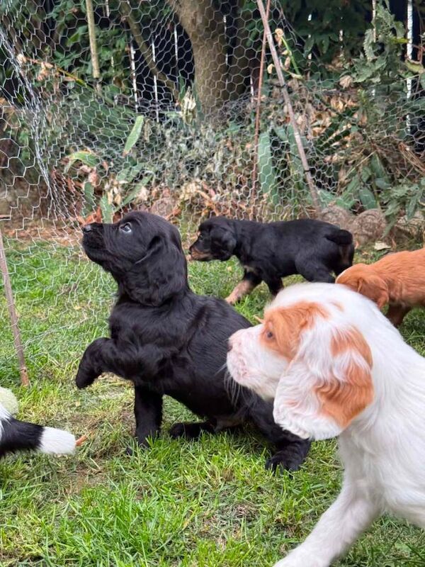 Beautiful Cocker spaniel puppies - Image 3 of 4