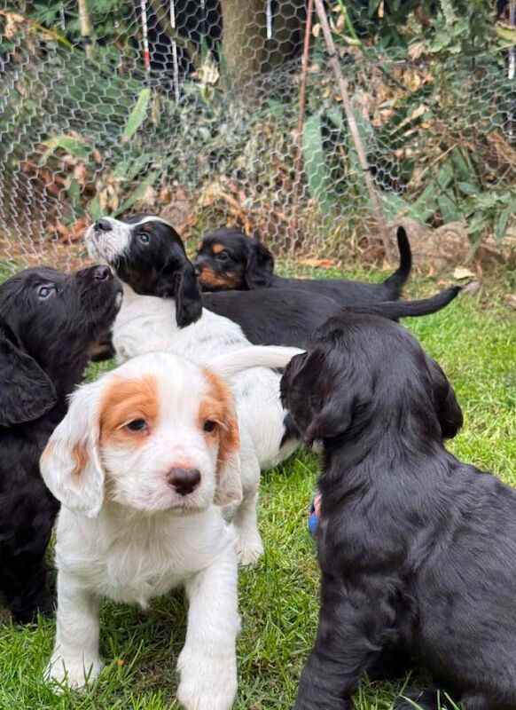 Beautiful Cocker spaniel puppies - Image 4 of 4