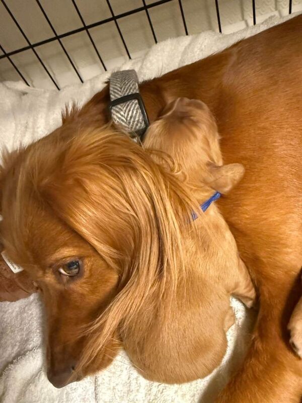 Beautiful Cocker Spaniel Puppies