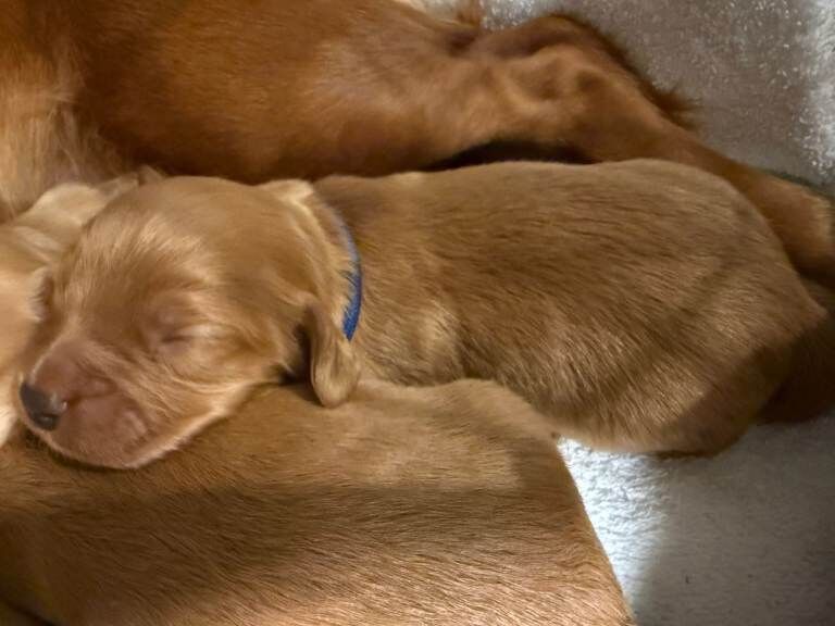 Beautiful Cocker Spaniel Puppies - Image 2 of 6