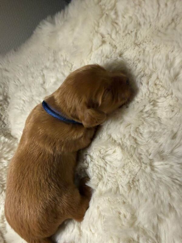 Beautiful Cocker Spaniel Puppies - Image 3 of 6