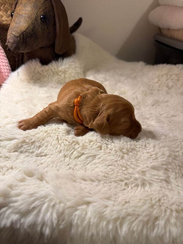 Beautiful Cocker Spaniel Puppies - Image 4 of 6