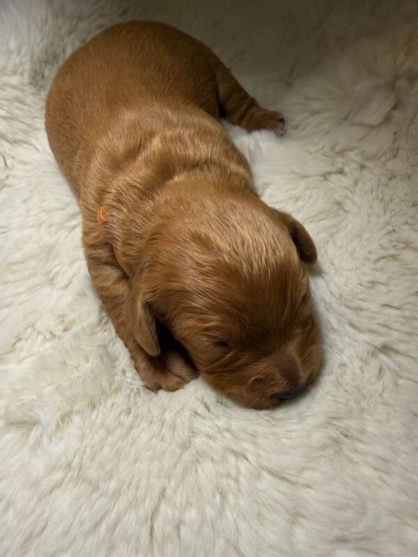 Beautiful Cocker Spaniel Puppies - Image 5 of 6