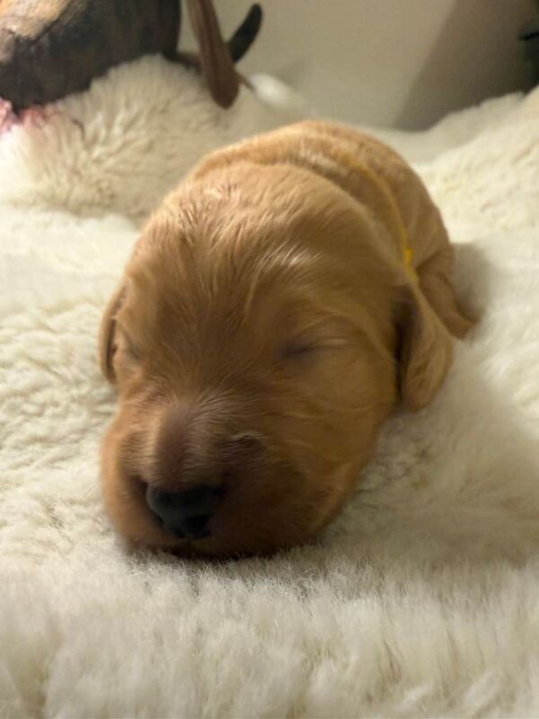 Beautiful Cocker Spaniel Puppies - Image 6 of 6