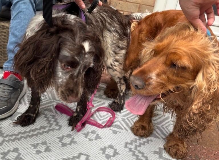 Beautiful cocker spaniel puppies