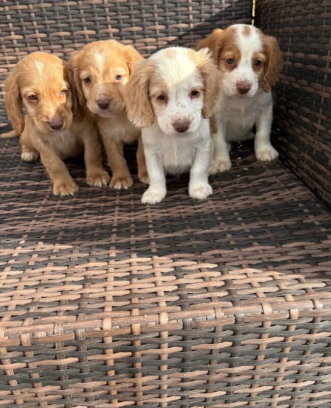 Cocker Spaniel puppies for sale in Sidcup, Greater London – 8 weeks old