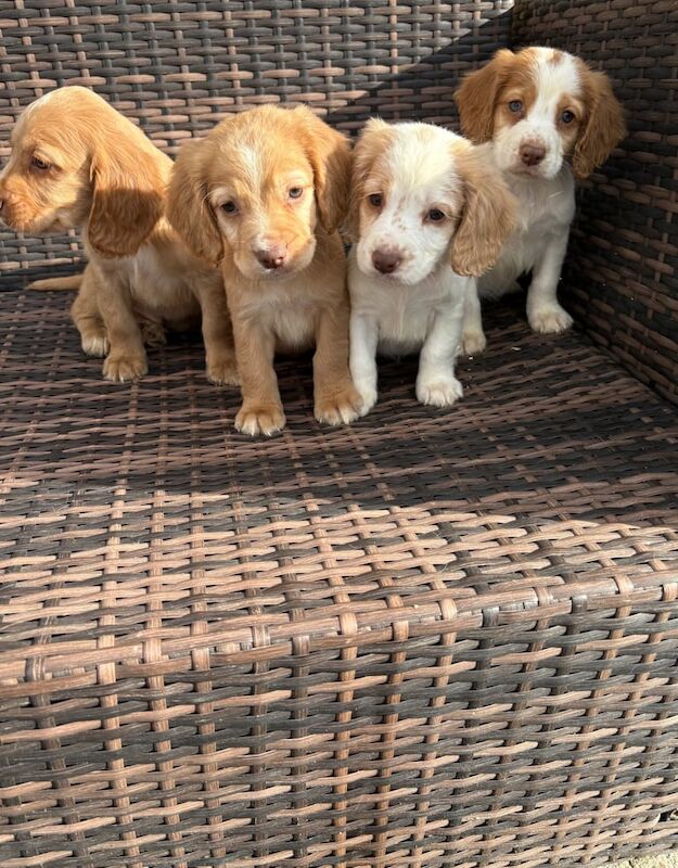 Cocker Spaniel puppies for sale in Sidcup, Greater London – 8 weeks old - Image 2 of 3