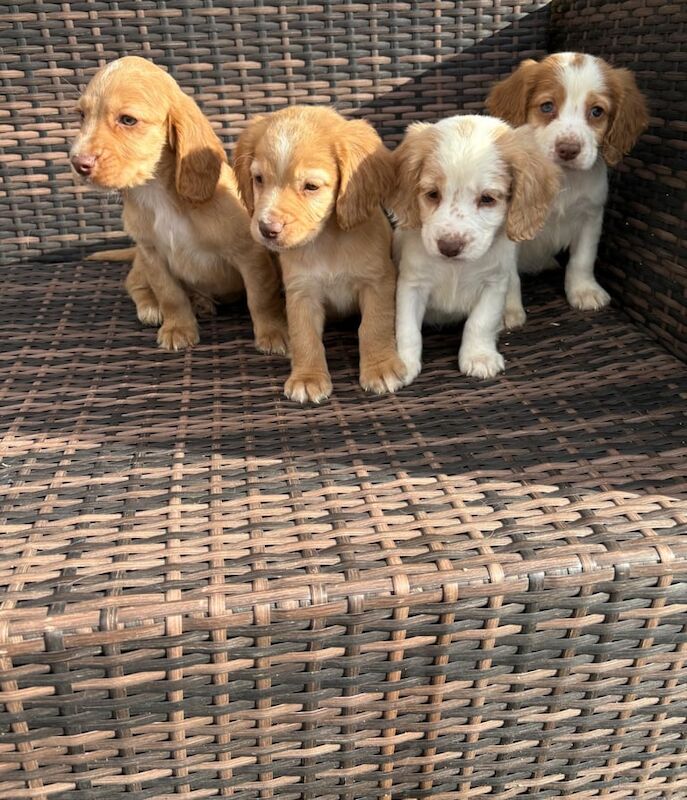 Cocker Spaniel puppies for sale in Sidcup, Greater London – 8 weeks old - Image 3 of 3