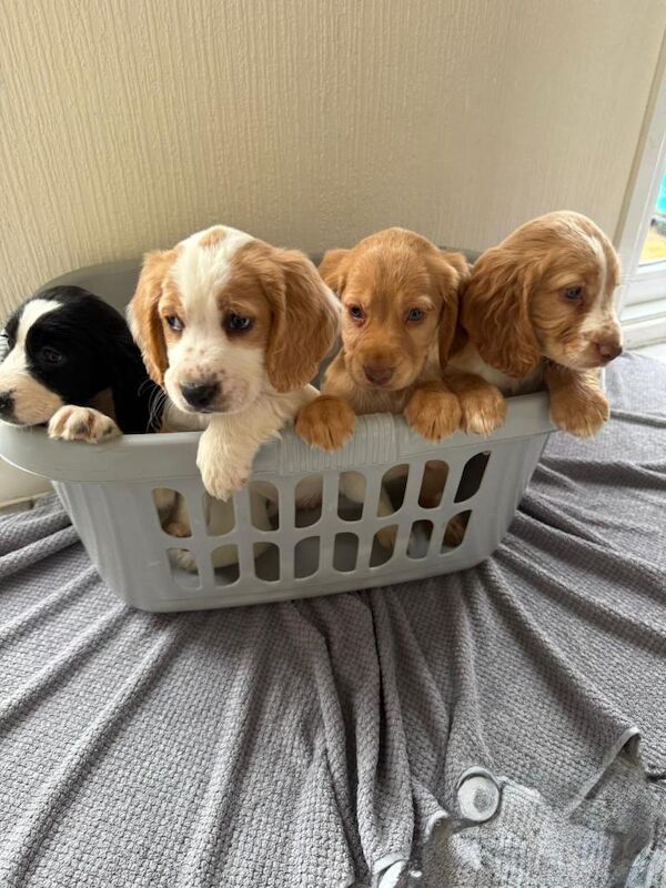 Cocker Spaniel puppies for sale in Sidcup, Greater London – 9 weeks old