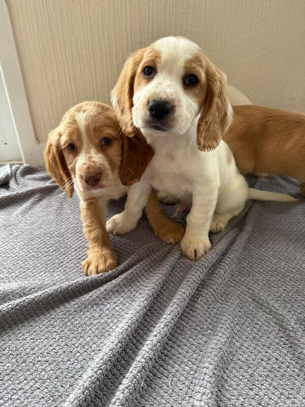Cocker Spaniel puppies for sale in Sidcup, Greater London – 3 months old - Image 2 of 3