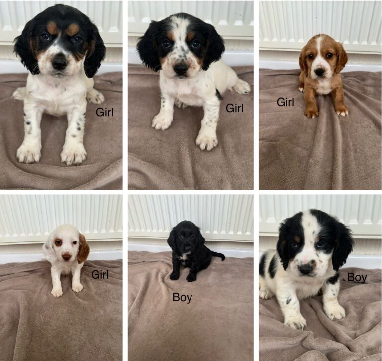 Cocker Spaniel Puppies For Sale