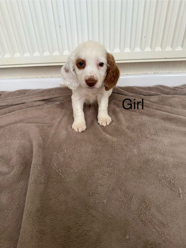 Beautiful cocker spaniel puppies for sale - Image 2 of 5