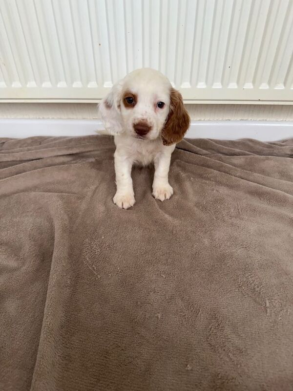 Beautiful cocker spaniel puppies for sale - Image 3 of 5