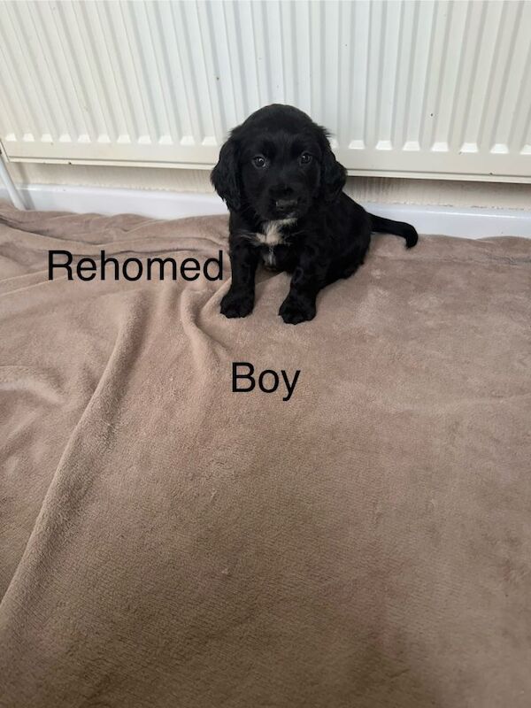 Beautiful cocker spaniel puppies for sale - Image 4 of 5