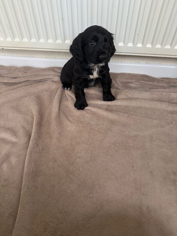 Beautiful cocker spaniel puppies for sale - Image 5 of 5