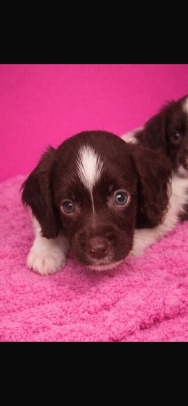 Beautiful cocker spaniel puppies for sale - Image 2 of 5