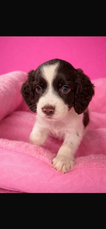 Beautiful cocker spaniel puppies for sale - Image 3 of 5
