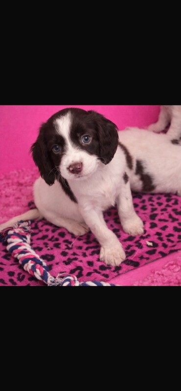 Beautiful cocker spaniel puppies for sale - Image 4 of 5