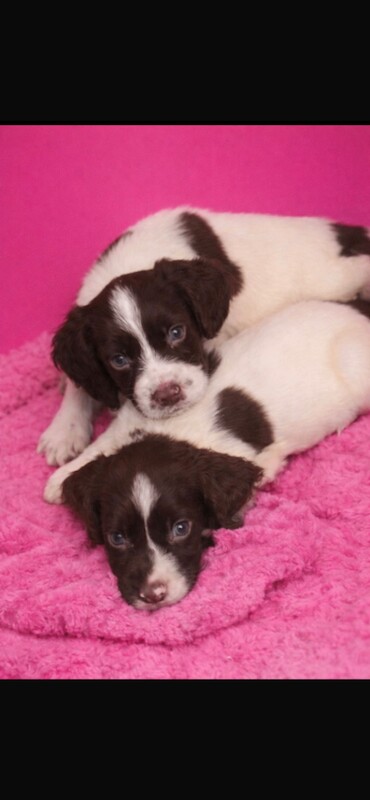 Beautiful cocker spaniel puppies for sale - Image 5 of 5
