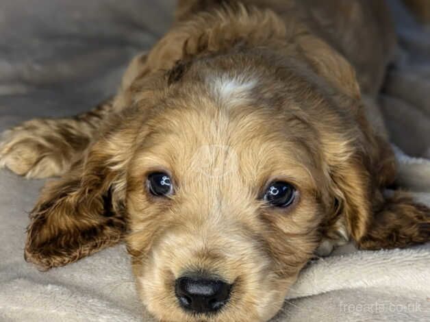 Cocker Spaniel puppies for sale in Carlisle, Cumbria – 10 months old - Image 1 of 5