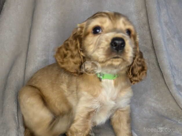 Cocker Spaniel puppies for sale in Carlisle, Cumbria – 10 months old - Image 2 of 5
