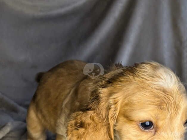 Cocker Spaniel puppies for sale in Carlisle, Cumbria – 10 months old - Image 3 of 5
