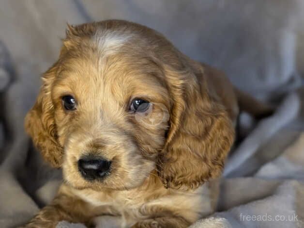 Cocker Spaniel puppies for sale in Carlisle, Cumbria – 10 months old - Image 4 of 5