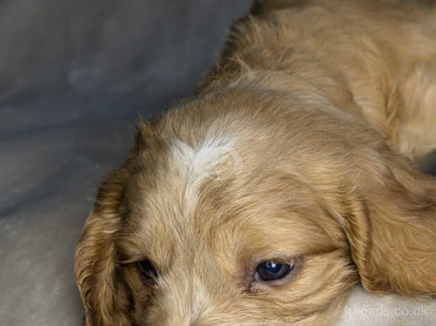 Cocker Spaniel puppies for sale in Carlisle, Cumbria – 10 months old - Image 5 of 5