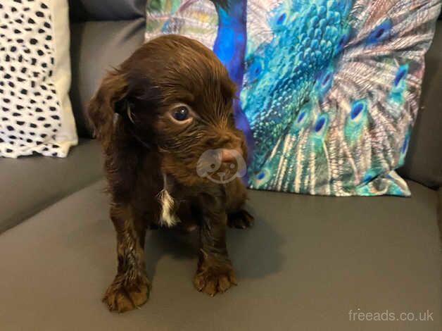 Cocker Spaniel puppies for sale in Ebbw Vale/Glyn Ebwy, Blaenau Gwent – 10 months old - Image 4 of 5