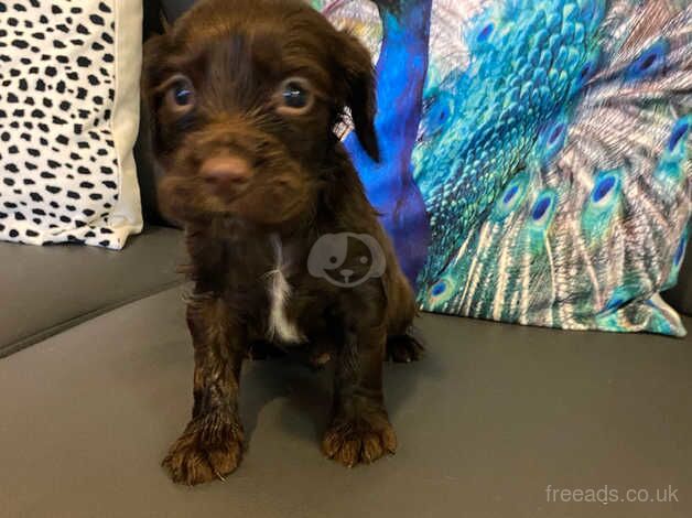 Cocker Spaniel puppies for sale in Ebbw Vale/Glyn Ebwy, Blaenau Gwent – 10 months old - Image 5 of 5