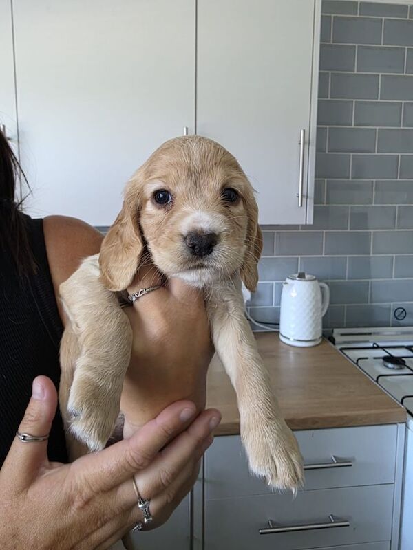 Beautiful cocker spaniel puppies just 2 girls left