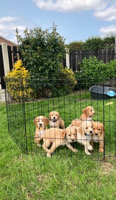 Beautiful cocker spaniel puppies, KC Registered/Health tested for sale in Doncaster, South Yorkshire
