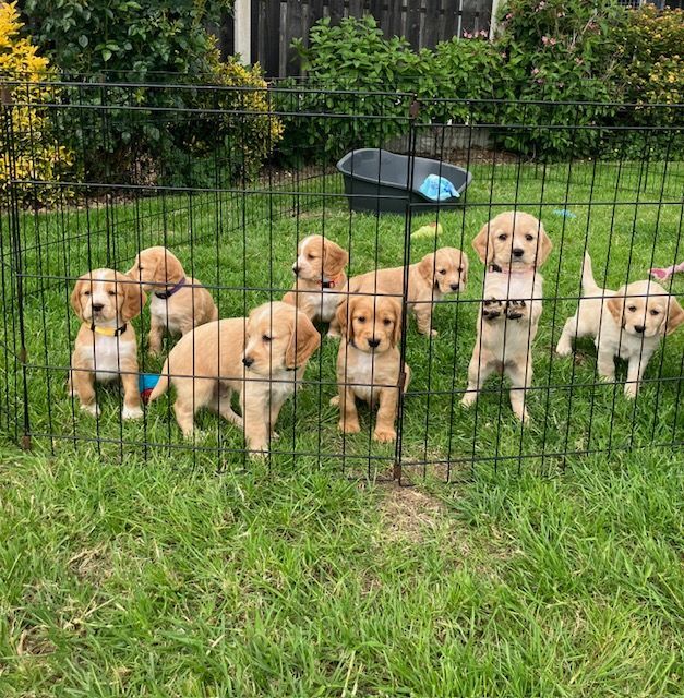 Beautiful cocker spaniel puppies, KC Registered/Health tested for sale in Doncaster, South Yorkshire | Image 2