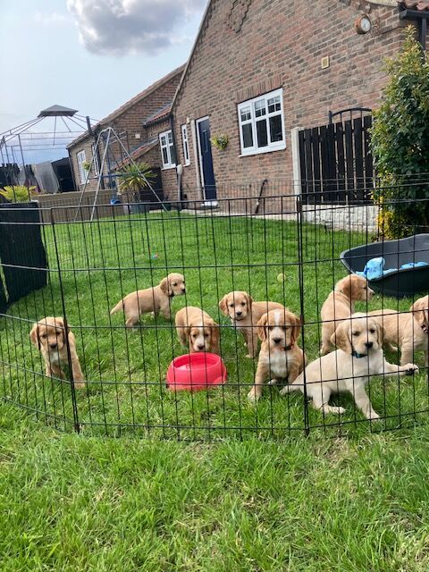 Beautiful cocker spaniel puppies, KC Registered/Health tested for sale in Doncaster, South Yorkshire | Image 3