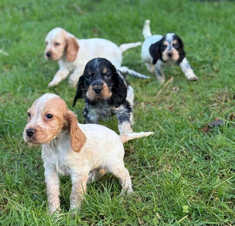 Cocker Spaniel puppies for sale in Pomeroy, County Tyrone – 7 weeks old