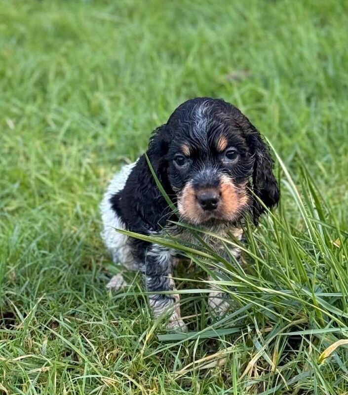 Cocker Spaniel puppies for sale in Pomeroy, County Tyrone – 7 weeks old - Image 2 of 3