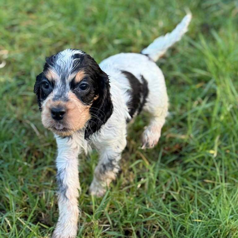 Cocker Spaniel puppies for sale in Pomeroy, County Tyrone – 7 weeks old - Image 3 of 3
