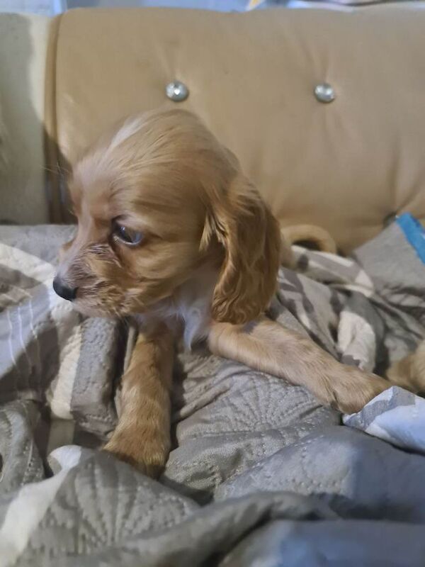 Cocker Spaniel puppies for sale in Alloa, Clackmannanshire – 8 weeks old