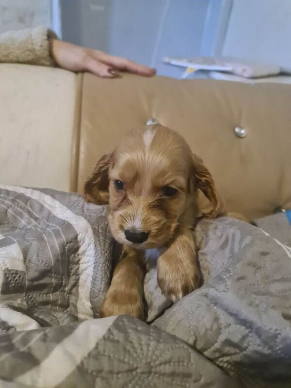 Cocker Spaniel puppies for sale in Alloa, Clackmannanshire – 8 weeks old - Image 2 of 5