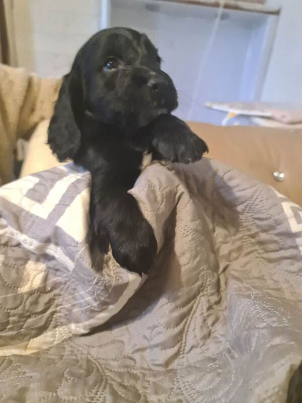 Cocker Spaniel puppies for sale in Alloa, Clackmannanshire – 8 weeks old - Image 3 of 5