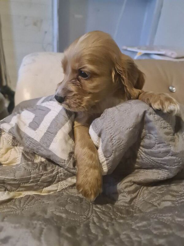 Cocker Spaniel puppies for sale in Alloa, Clackmannanshire – 8 weeks old - Image 4 of 5