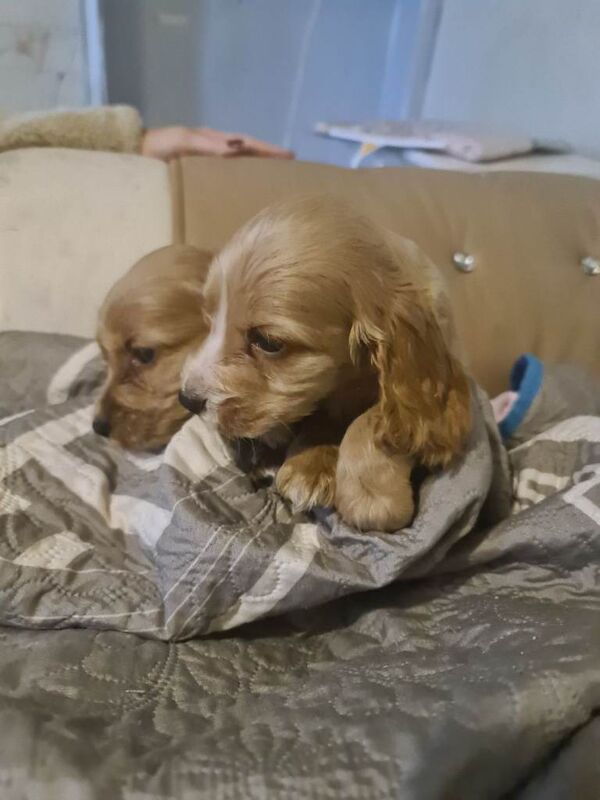 Cocker Spaniel puppies for sale in Alloa, Clackmannanshire – 8 weeks old - Image 5 of 5
