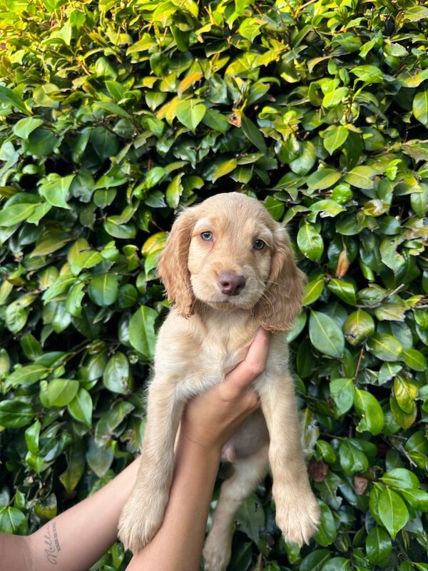 Cocker Spaniel puppies for sale in Herstmonceux, East Sussex – 8 weeks old