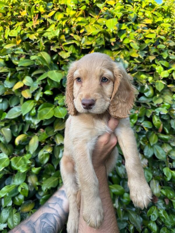 Cocker Spaniel puppies for sale in Herstmonceux, East Sussex – 8 weeks old - Image 3 of 3