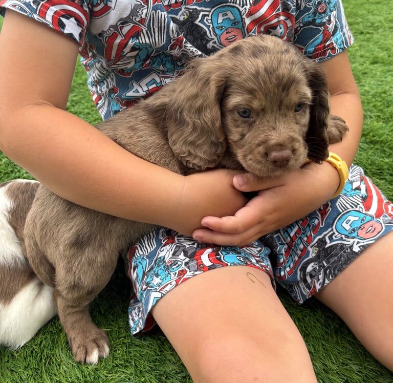 Cocker Spaniel puppies for sale in Llanelli, Dyfed – 8 weeks old