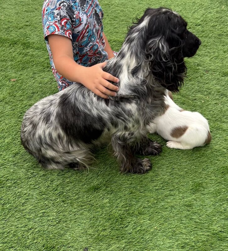 Cocker Spaniel puppies for sale in Llanelli, Dyfed – 8 weeks old - Image 2 of 3