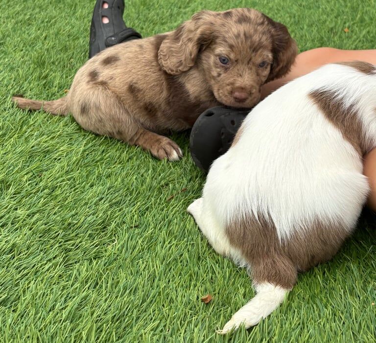 Cocker Spaniel puppies for sale in Llanelli, Dyfed – 8 weeks old - Image 3 of 3